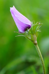 Gentiana flowering plants belonging to the gentian family Gentianaceae.  Gentius flower on nature...