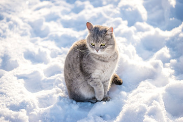 Beautiful cat on the snow on sunny winter day