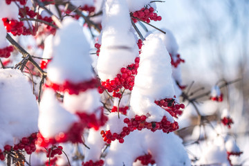 Beautiful view of red viburnum berries covered by fresh snow