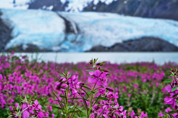 Obraz na płótnie Canvas Portage Valley Glacier in Alaska