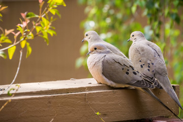 Three Mourning Doves sitting on a balcony ledge, California