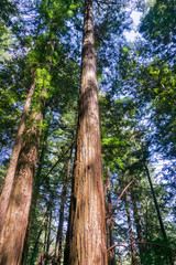 Redwood trees (Sequoia sempervirens) forest, San Francisco bay area, California