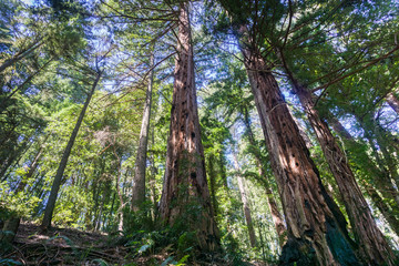 Obraz premium Redwood trees (Sequoia sempervirens) forest, San Francisco bay area, California