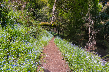 Hiking trail lined up with Forget-me-not (Myosotis sylvatica), San Francisco bay area, California