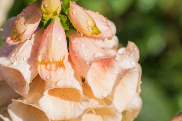 Pink foxglove blossoms covered in dew, California