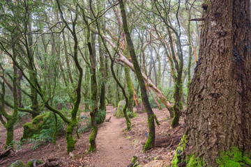 Moss covered trees on a foggy day, Castle Rock State park, San Francisco bay area, California
