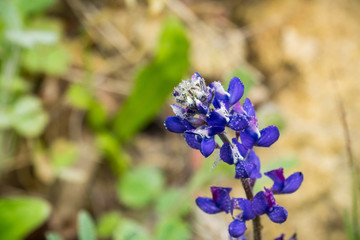 Lupine flowers covered in small raindrops, California