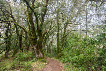 Fototapeta na wymiar Hiking trail through moss covered trees on a foggy day, Castle Rock State park, San Francisco bay area, California