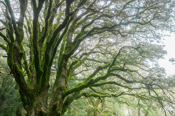 Hiking trail through moss covered trees on a foggy day, Castle Rock State park, San Francisco bay area, California