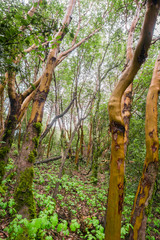 Madrone trees (Arbutus menziesii) forest on a rainy day, Castle Rock State Park, San Francisco bay area, California