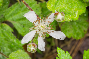 California blackberry (Rubus ursinus) flower covered in water droplets, California