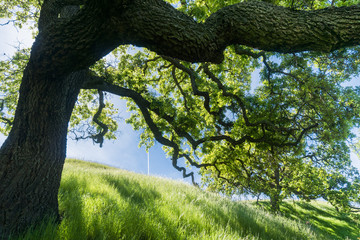 Fototapeta premium Large oak tree providing shade, Sunol Regional Wilderness, San Francisco bay area, California