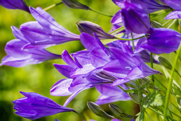 Ithuriel's spear (Triteleia laxa) blooming in Stebbins Cold Canyon, Napa Valley, California