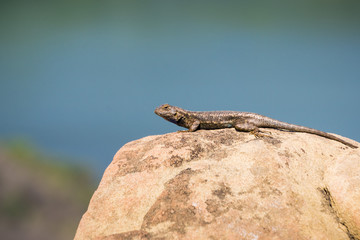Western Fence Lizard (Sceloporus occidentalis) sitting on a smooth rock, Stebbins Cold Canyon, Napa Valley, California