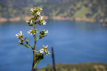 Yerba santa (Eriodictyon californicum) in bloom, Lake Berryessa in the background, Stebbins Cold Canyon, Napa Valley, California