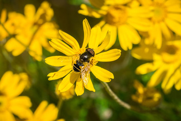 Close up of Transverse Flower Fly (Eristalis transversa) pollinating a common woolly sunflower...