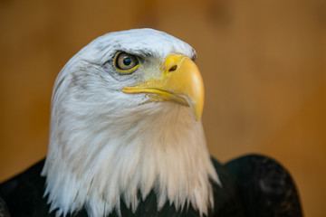 Portrait of a bald eagle (Haliaeetus leucocephalus) on brown background