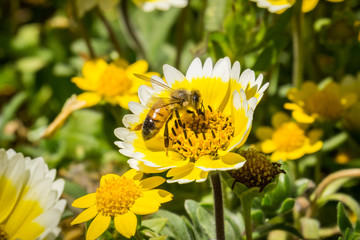 Honey bee pollinating coastal tidytips wildflowers (Layia platyglossa), Mori Point, Pacifica, California