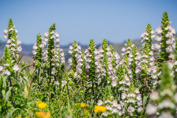 Mediterranean Linseed (Bellardia trixago), Mori Point, Pacifica, San Francisco bay area; invasive in California