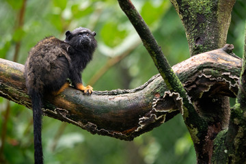Golden handed Tamarin. Tamarin Saguinus midas sitting on branch. Wild life animal.