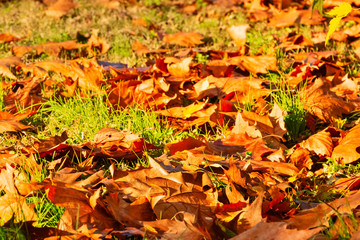 Sycamore leaves