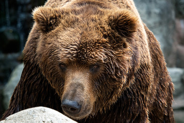 Plakat Front view of brown bear. Portrait of Kamchatka bear (Ursus arctos beringianus)