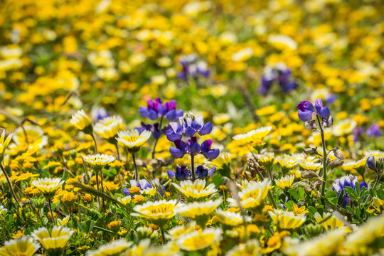 Lupine wildflowers blooming amonf tidytips and goldfields on the Pacific Ocean coast, Mori Point, Pacifica, California