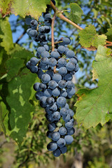 cluster  of  grapes 