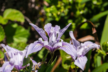 Douglas Iris (Iris douglasiana) blooming in a forest, San Francisco bay area, California