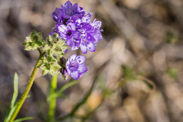 Fototapeta premium Small California Gilia blooming on the hills of south San Francisco bay, California