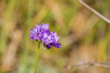 Small California Gilia blooming on the hills of south San Francisco bay, California