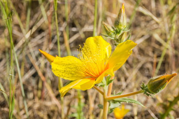 Close up of Lindley's blazing star (Mentzelia lindleyi) wildflower blooming around the summit of Mt...