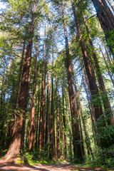 Redwood forest, Pescadero Creek County Park, San Francisco bay, California