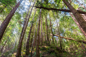 Redwood forest, Pescadero Creek County Park, San Francisco bay, California