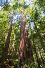 Redwood forest, Pescadero Creek County Park, San Francisco bay, California