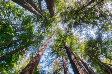 Looking up in a redwood forest, California
