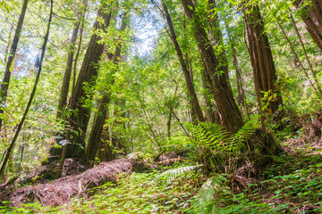 Redwood forest, Pescadero Creek County Park, San Francisco bay, California