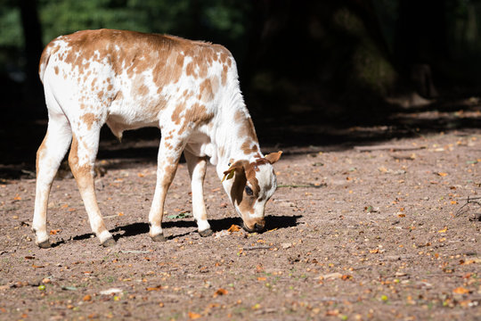 Zebu