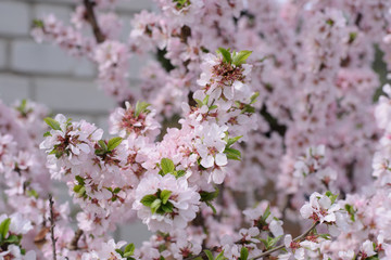 In the spring the cherry tree blossomed