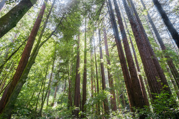 Fototapeta na wymiar Redwood forest, Pescadero Creek County Park, San Francisco bay, California