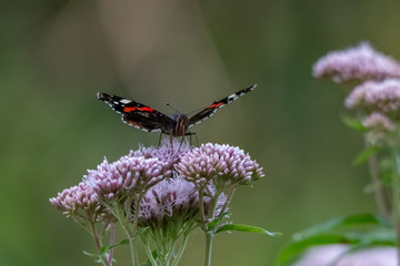 papillon