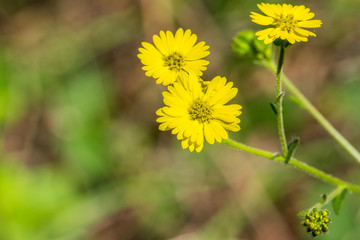 Close up of Woodland Madia (Anisocarpus madioides) blooming in the forests of San Francisco bay, California