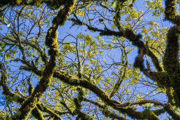 Live oak branches covered in moss on a blue sky background, California
