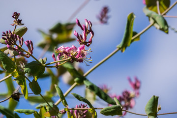 Pink honeysuckle (Lonicera hispidula) flowers, California