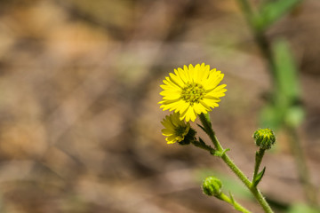 Close up of Woodland Madia (Anisocarpus madioides) blooming in the forests of San Francisco bay, California