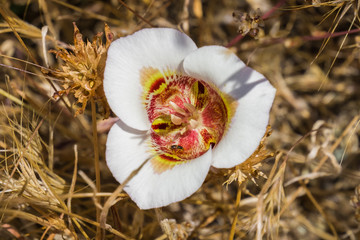 Leichtlin's Mariposa Lilly, view from above, California