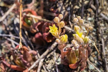 Abrams' dudleya (Dudleya abramsii) blooming in south San Francisco bay, California
