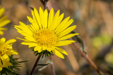 Great Valley Gumweed, Great Valley Gumplant (Grindelia camporum, Grindelia robusta) flowering, California