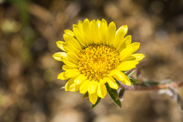Great Valley Gumweed, Great Valley Gumplant (Grindelia camporum, Grindelia robusta) flowering, California