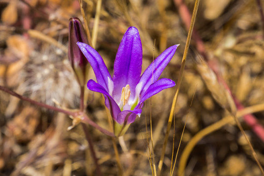 Close up of Harvest Brodiaea (Brodiaea elegans), south San Francisco bay, California